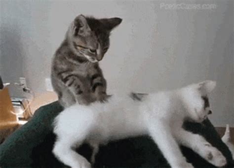 pussy massage gif|Relevance Massage Pussy Gifs